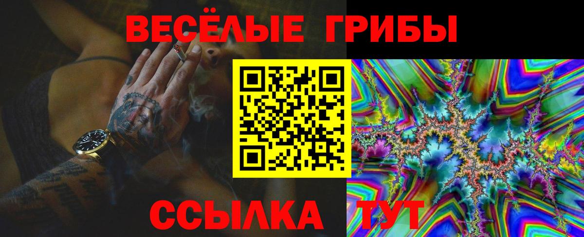 Галлюциногенные грибы Psilocybe Гудермес